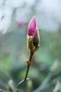 Pink magnolia flower bud close-up, nature background Royalty Free Stock Photo