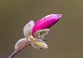 Pink magnolia flower bud Royalty Free Stock Photo