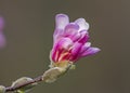 Pink magnolia flower bud Royalty Free Stock Photo