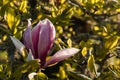 pink magnolia flower bud Royalty Free Stock Photo