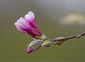 Pink magnolia flower bud Royalty Free Stock Photo