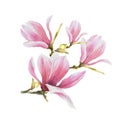 Pink magnolia flower bud leaves bough. Watercolor Hand drawn Illustration isolated on white background Royalty Free Stock Photo