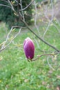 Pink magnolia flower bud on the natural background. Close up Royalty Free Stock Photo