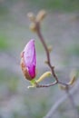 Pink magnolia flower bud in spring park Royalty Free Stock Photo