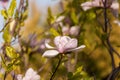 Pink magnolia flower