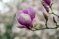 Pink magnolia flower close-up. Macro, young magnolia in Botanical Garden. Blossoms floral natural background.