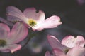 Pink Dogwood flower