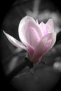 Pink magnolia flower. Color game between black and white background and saturated color flower