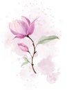 Pink Magnolia Flower on delicate abstract spot. Blooming plant with green leaves. Watercolor botanical hand drawn Royalty Free Stock Photo