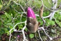 Magnolia bud. The First pink bud on branch.