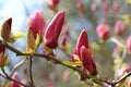 Pink magnolia flower half-opened