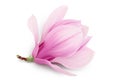 Pink magnolia flower isolated on white background with full depth of field. Top view. Flat lay. Royalty Free Stock Photo