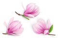 Pink magnolia flower isolated on white background with full depth of field. Top view. Flat lay. Royalty Free Stock Photo