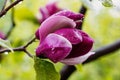 Pink magnolia flower