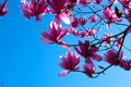 Pink magnolia flowers blooming on magnolia tree branches Magnolia soulangeana Royalty Free Stock Photo