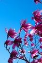Pink magnolia flowers blooming on magnolia tree branches Magnolia soulangeana Royalty Free Stock Photo