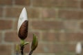 Pink magnolia flowers blooming on magnolia tree branches Royalty Free Stock Photo