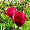 Pink magnolia flowers Royalty Free Stock Photo