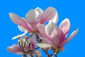 Pink magnolia flowers on blue sky background.