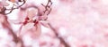 Pink Magnolia Flowers on Branch Over Blurred Background Widescreen Horizontal with Copy Space Royalty Free Stock Photo