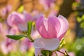 Pink magnolia flowers close-up on a sunny spring morning Royalty Free Stock Photo