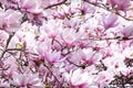 Magnolia tree in flowers. Romantic mood.