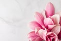 Pink magnolia flowers composition. Spring concept. Womens day or wedding background. flat lay