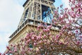 Pink magnolia flowers in full bloom and the Eiffel tower Royalty Free Stock Photo