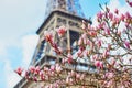 Pink magnolia flowers in full bloom and the Eiffel tower Royalty Free Stock Photo