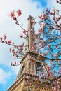 Pink magnolia flowers in full bloom and the Eiffel tower Royalty Free Stock Photo