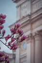 Pink magnolia flowers in full bloom in front of the classic building Universitetshuset in Lund Sweden during spring