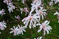 Pink magnolia flowers in garden.Flowering Magnolia Tree Magnolia loebneri Leonard Messel Royalty Free Stock Photo