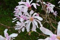 Pink magnolia flowers in garden.Flowering Magnolia Tree Magnolia loebneri Leonard Messel Royalty Free Stock Photo