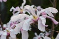 Pink magnolia flowers in garden.Flowering Magnolia Tree Magnolia loebneri Leonard Messel Royalty Free Stock Photo