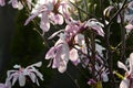 Pink magnolia flowers in garden.Flowering Magnolia Tree Magnolia loebneri Leonard Messel Royalty Free Stock Photo