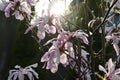 Pink magnolia flowers in garden.Flowering Magnolia Tree Magnolia loebneri Leonard Messel Royalty Free Stock Photo