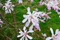 Pink magnolia flowers in garden.Flowering Magnolia Tree Magnolia loebneri Leonard Messel Royalty Free Stock Photo