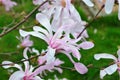 Pink magnolia flowers in garden.Flowering Magnolia Tree Magnolia loebneri Leonard Messel Royalty Free Stock Photo