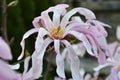 Pink magnolia flowers in garden.Flowering Magnolia Tree Magnolia loebneri Leonard Messel Royalty Free Stock Photo