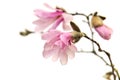 Pink magnolia flowers isolated on white