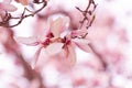 Pink Magnolia Flowers Over Blurred Background Royalty Free Stock Photo