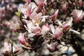 Pink magnolia flowers.