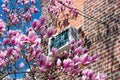 Pink Magnolia Flowers during Spring next to a Brick Residential Building with a Window Air Conditioner in Astoria Queens New York