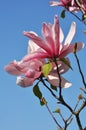 Pink magnolia flowers in a spring park. Magnolia Susan. Flower background Royalty Free Stock Photo