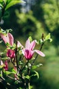 Pink magnolia flowers in spring time on defocused green leaves background. Spring season blossom Royalty Free Stock Photo