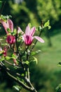 Pink magnolia flowers in spring time on defocused green leaves background. Spring season blossom Royalty Free Stock Photo