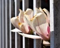 Pink magnolia flowers trying to break free