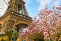 Pink magnolia in full bloom and Eiffel tower over the blue sky Royalty Free Stock Photo