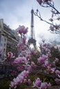 Pink magnolia in full bloom and Eiffel tower over the blue sky. Royalty Free Stock Photo