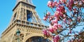 Pink magnolia in full bloom and Eiffel tower over the blue sky Royalty Free Stock Photo